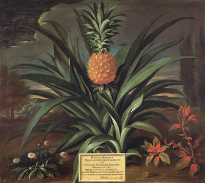 Pineapple grown in Sir Matthew Decker